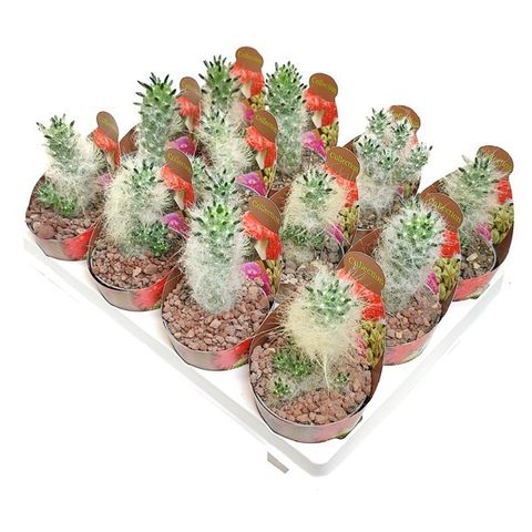 Austrocylindropuntia floccosa