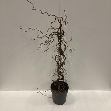 Corylus 'Red Majestic'