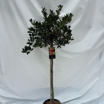 Ilex aquifolium 'J.C.  van Tol'