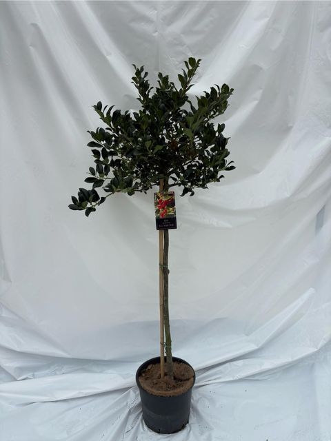 Ilex aquifolium 'J.C.  van Tol'