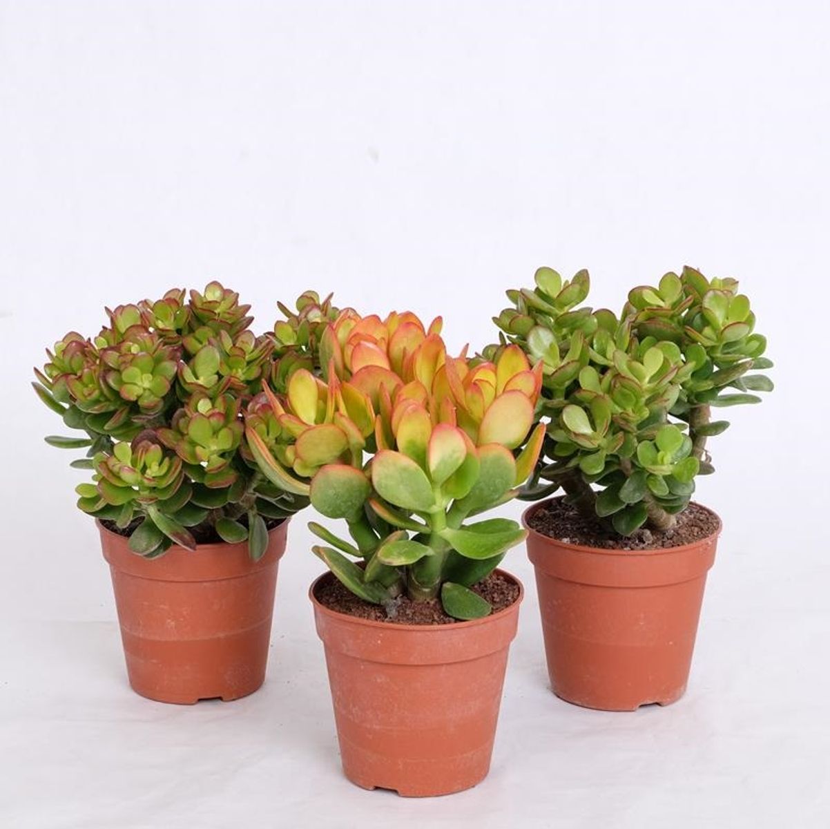 Crassula Portulacea 30 Cm - Plante Succulente Cactus D’Intérieur Ou Extérieur