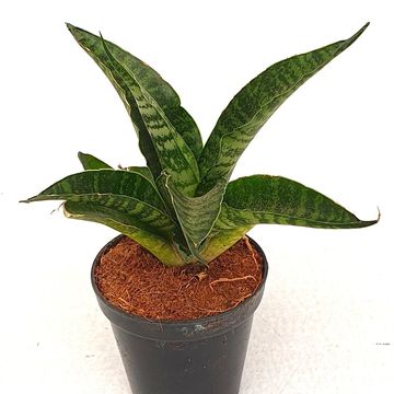 Sansevieria 'Tough Lady'