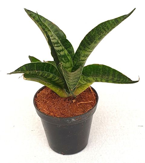 Sansevieria 'Tough Lady'