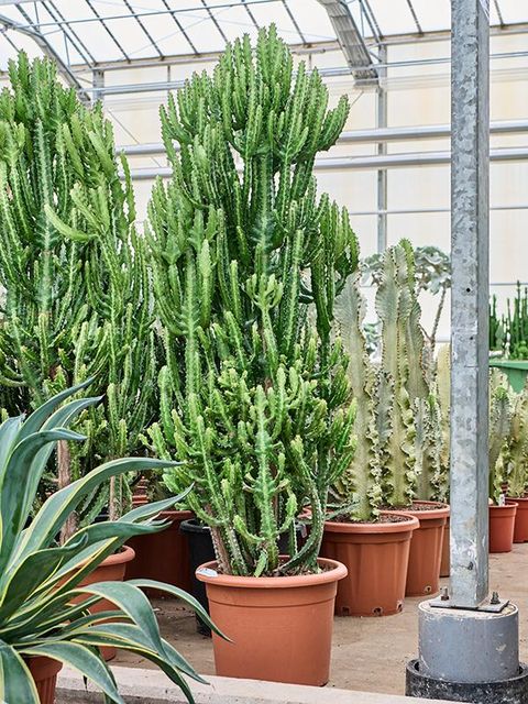 Euphorbia lactea compacta