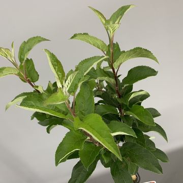 Malus 'Evereste'