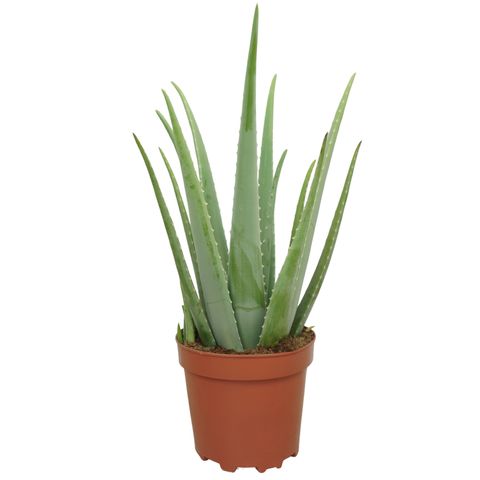 Aloe vera