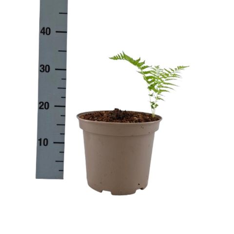 Matteuccia struthiopteris