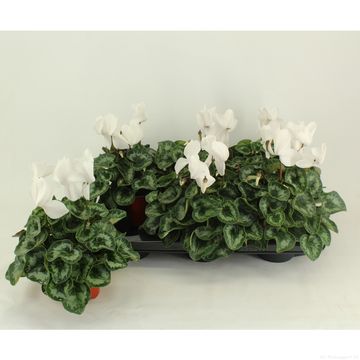 Cyclamen persicum 'Halios White'