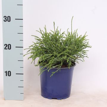 Chamaecyparis pisifera 'Filifera Nana'