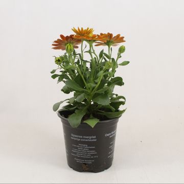 Osteospermum MARGARITA ORANGE FLARE