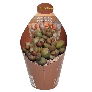 Adromischus marianae 'Little Spheroid'