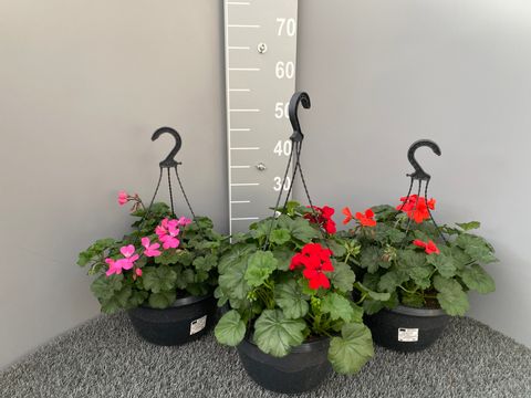 Pelargonium INTERSPECIFIC MIX