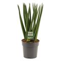 Sansevieria cylindrica 'Fan'