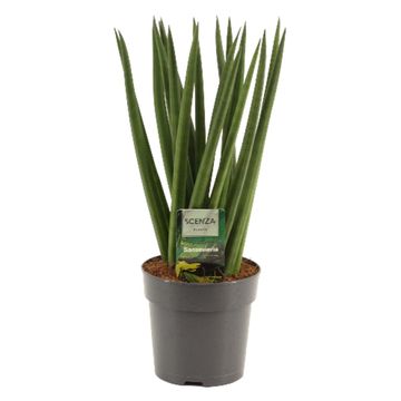 Sansevieria cylindrica 'Fan'