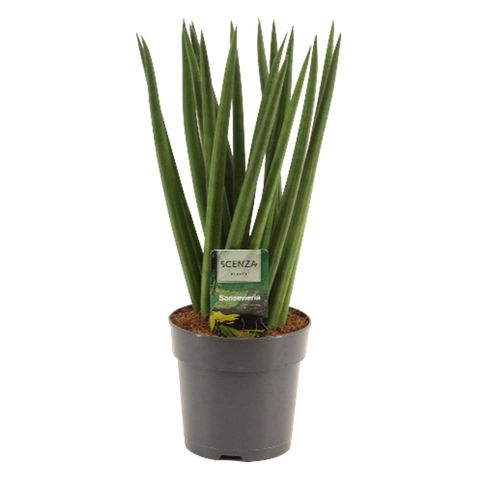 Sansevieria cylindrica 'Fan'
