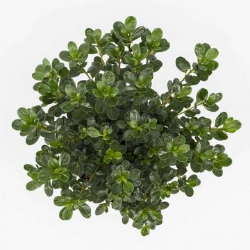 Rhododendron 'Kermesina' (AJ)