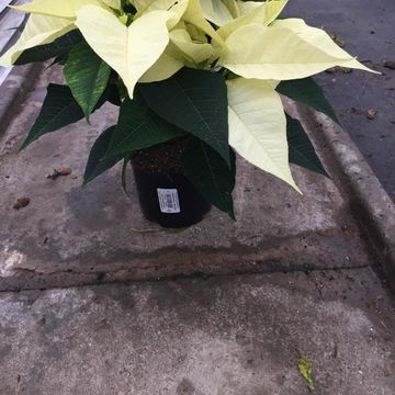 Euphorbia pulcherrima CHRISTMAS FEELINGS PEARL