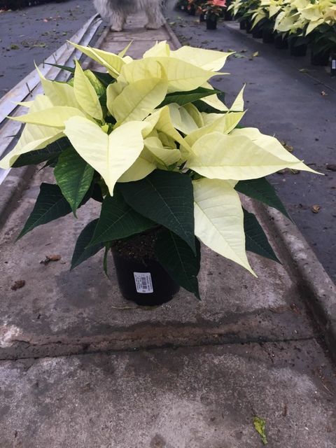 Euphorbia pulcherrima CHRISTMAS FEELINGS PEARL