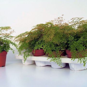 Adiantum microphyllum