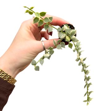 Dischidia ruscifolia 'Variegata'