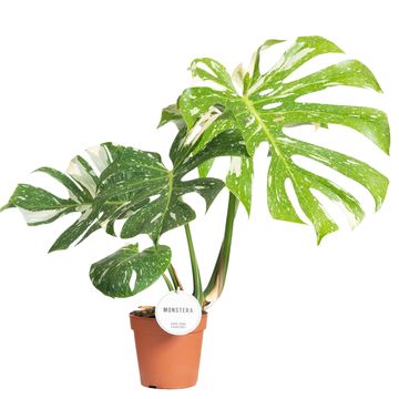 Μονστέρα 'Thai Constellation'