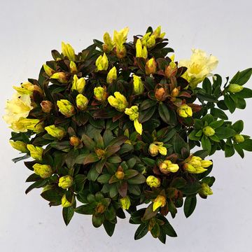 Rhododendron 'Golden Wonder'