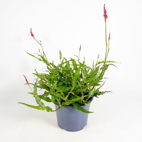 Persicaria amplexicaulis