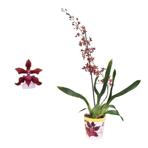 Oncidium Sharry Baby