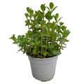 Mentha spicata