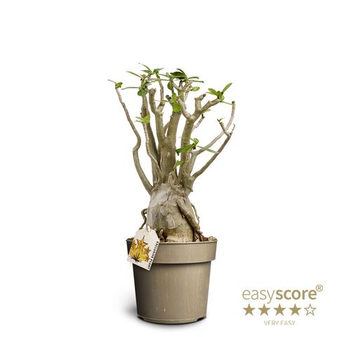 Adenium arabicum