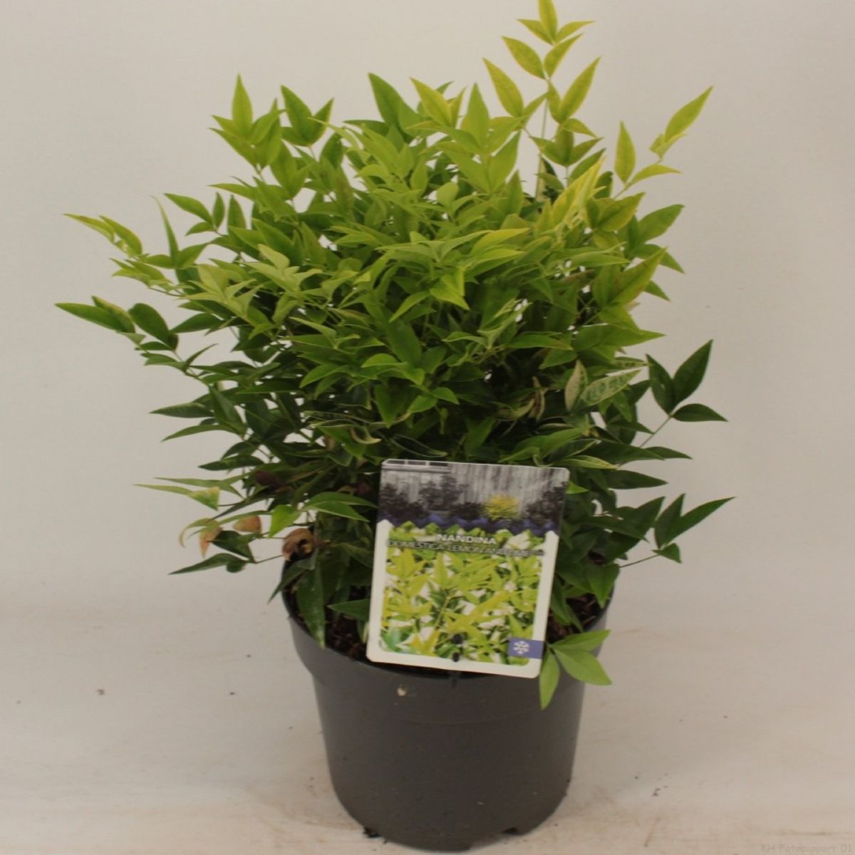 Nandina domestica LEMON LIME — Plant Wholesale FlorAccess