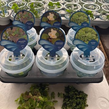 Aquatic plants FLOATING MIX