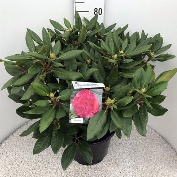 Rhododendron 'Пирсес Американ Бьюти'