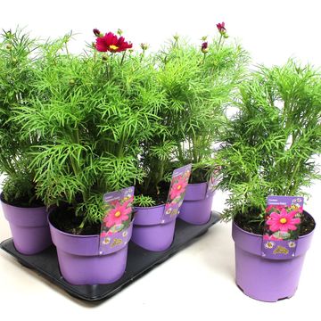 Cosmos bipinnatus 'Casanova Violet'