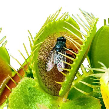 Kødædende plante MIX