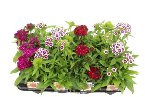 Dianthus barbatus BARBARINI MIX