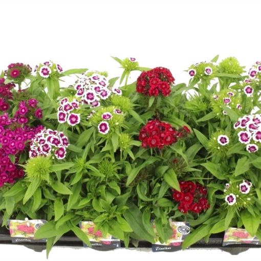 Dianthus barbatus BARBARINI MIX