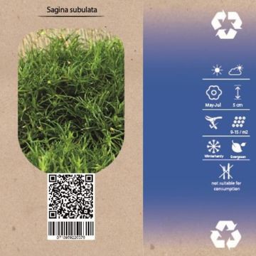 Sagina subulata