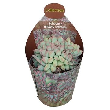 Echeveria 'Mystery Cristata'