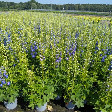 Delphinium 'Dasante Blue'