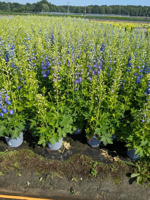 Delphinium 'Dasante Blue'