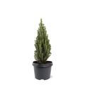 Picea glauca 'Zuckerhut'