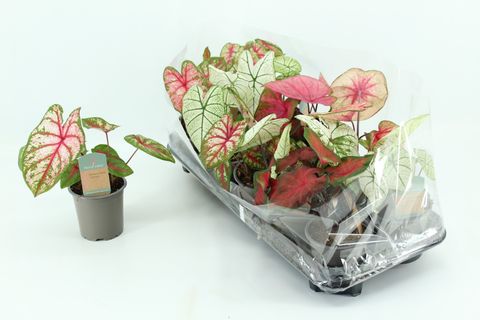 Caladium MIX