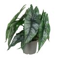 Alocasia heterophylla 'Dragon's Breath'