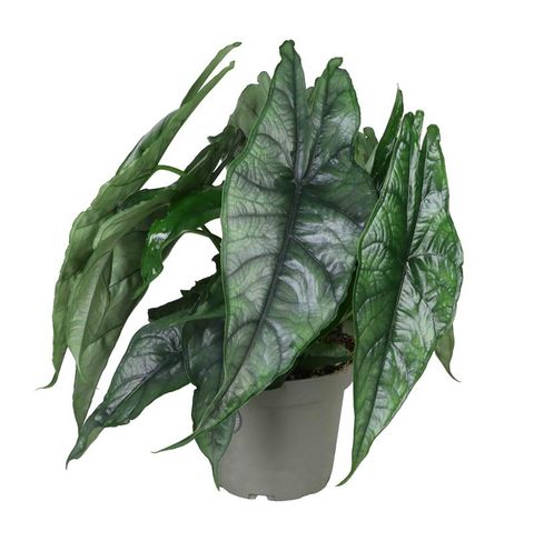 Alocasia heterophylla 'Dragon's Breath'