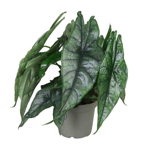 Alocasia heterophylla 'Dragon's Breath'