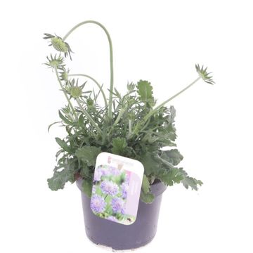Scabiosa columbaria 'Mariposa Blue'