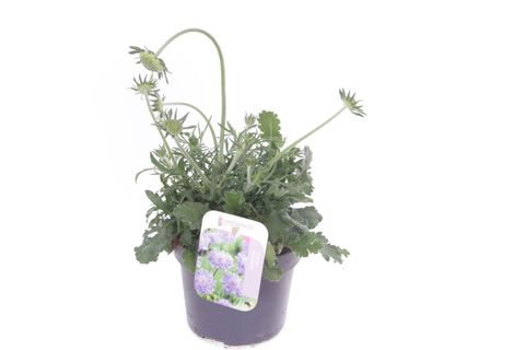 Scabiosa columbaria 'Mariposa Blue'