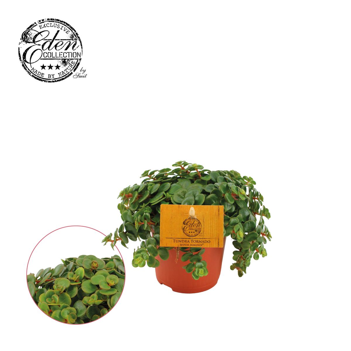 buy fruit plants online Red Dragon Fruit (Hylocereus Undatus)