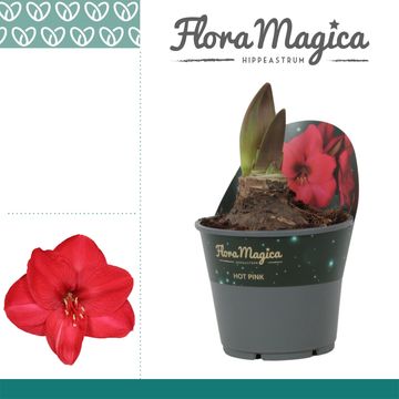 Hippeastrum 'Hot Pink'